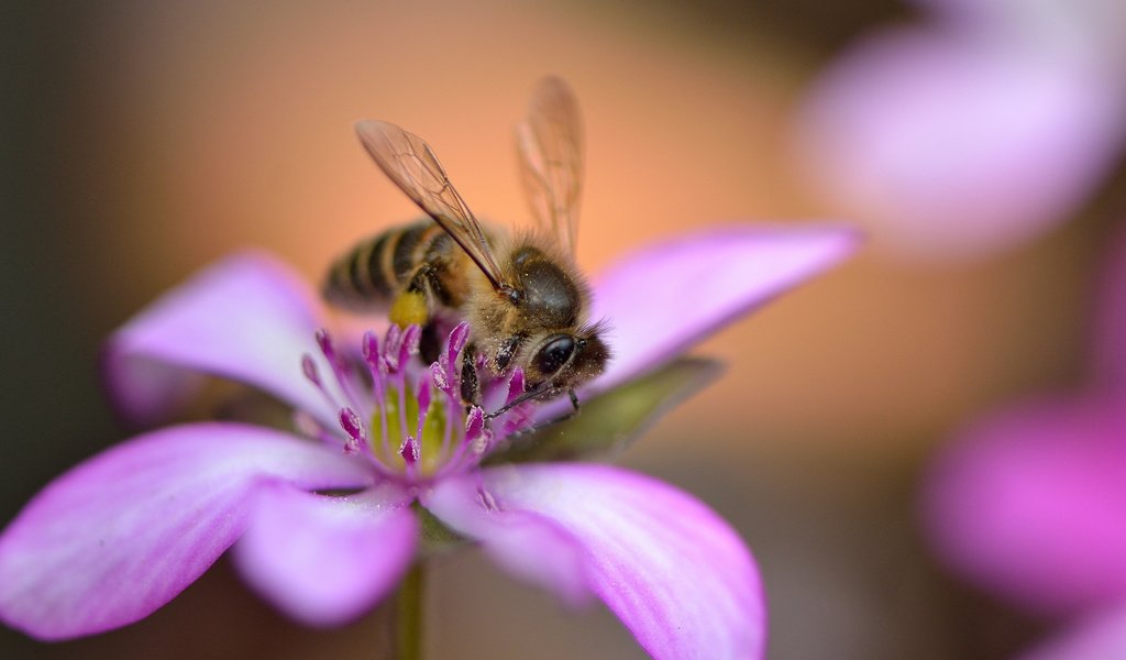 Обои насекомое, цветок, лепестки, крылья, розовый, пчела, insect, flower, petals, wings, pink, bee разрешение 2048x1365 Загрузить