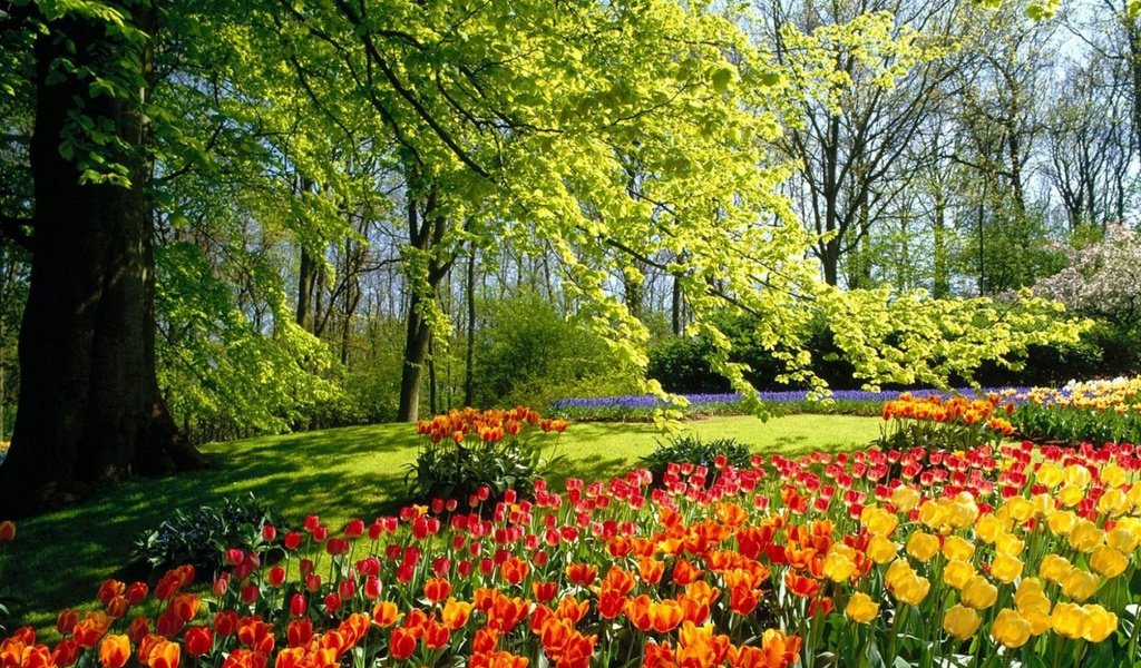 Обои цветы, деревья, лес, парк, поляна, тюльпаны, flowers, trees, forest, park, glade, tulips разрешение 1920x1200 Загрузить