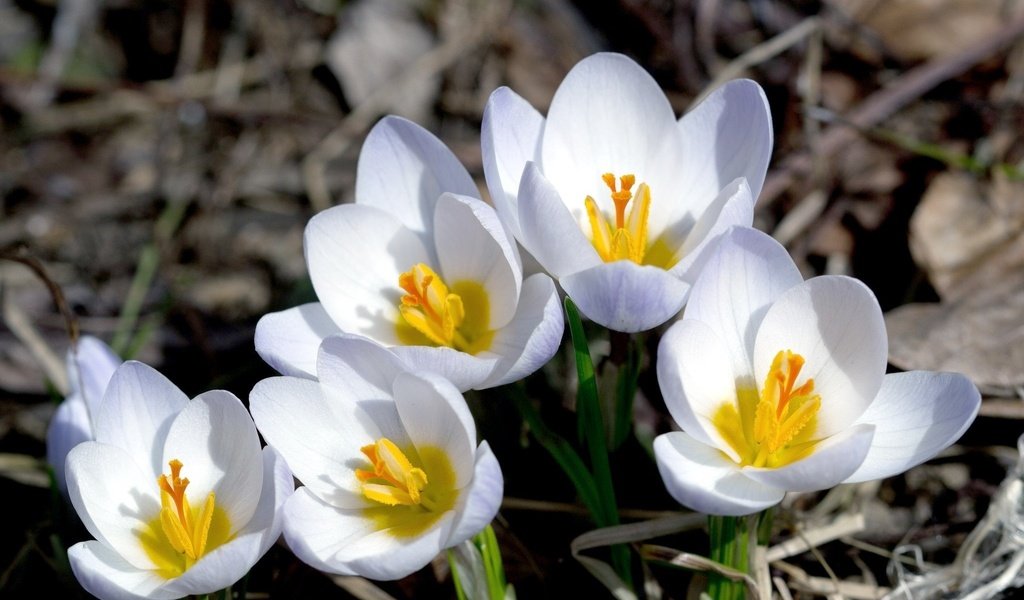 Обои цветы, макро, лепестки, весна, крокусы, flowers, macro, petals, spring, crocuses разрешение 2048x1335 Загрузить