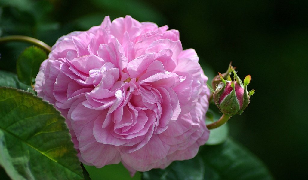 Обои цветы, листья, роза, бутон, розовый, flowers, leaves, rose, bud, pink разрешение 1920x1200 Загрузить