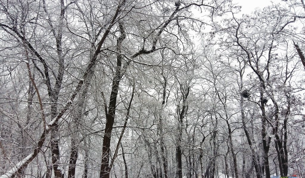 Обои деревья, снег, зима, ветки, чёрно-белое, trees, snow, winter, branches, black and white разрешение 2048x1280 Загрузить