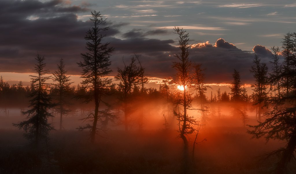 Обои деревья, восход, солнце, лучи, туман, зарево, сумрак, trees, sunrise, the sun, rays, fog, glow, twilight разрешение 1920x1280 Загрузить