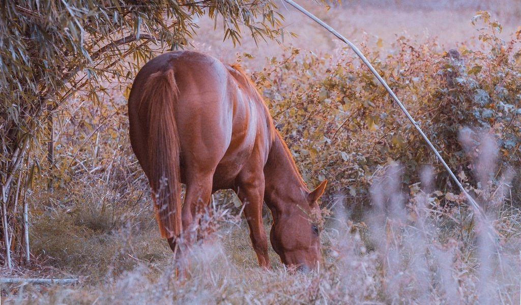 Обои конь, красиво, жеребец, ест, пасётся, horse, beautiful, stallion, eating, grazing разрешение 1920x1200 Загрузить