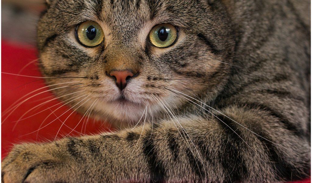 Обои глаза, кот, мордочка, усы, кошка, взгляд, eyes, cat, muzzle, mustache, look разрешение 2048x1370 Загрузить