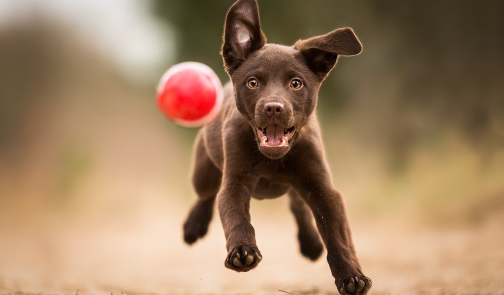 Обои лапы, лабрадор, взгляд, собака, щенок, игра, друг, мяч, бег, paws, labrador, look, dog, puppy, the game, each, the ball, running разрешение 2047x1278 Загрузить