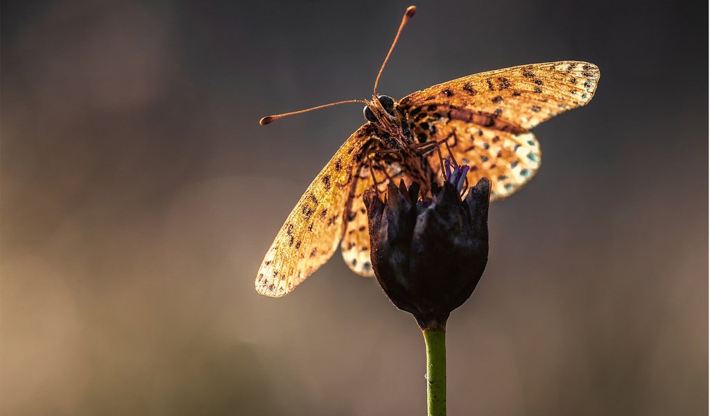 Обои макро, насекомое, цветок, бабочка, усики, стебель, macro, insect, flower, butterfly, antennae, stem разрешение 1920x1200 Загрузить