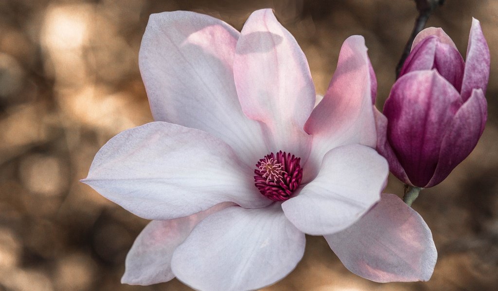 Обои цветение, макро, цветок, лепестки, весна, розовый, магнолия, flowering, macro, flower, petals, spring, pink, magnolia разрешение 2048x1327 Загрузить