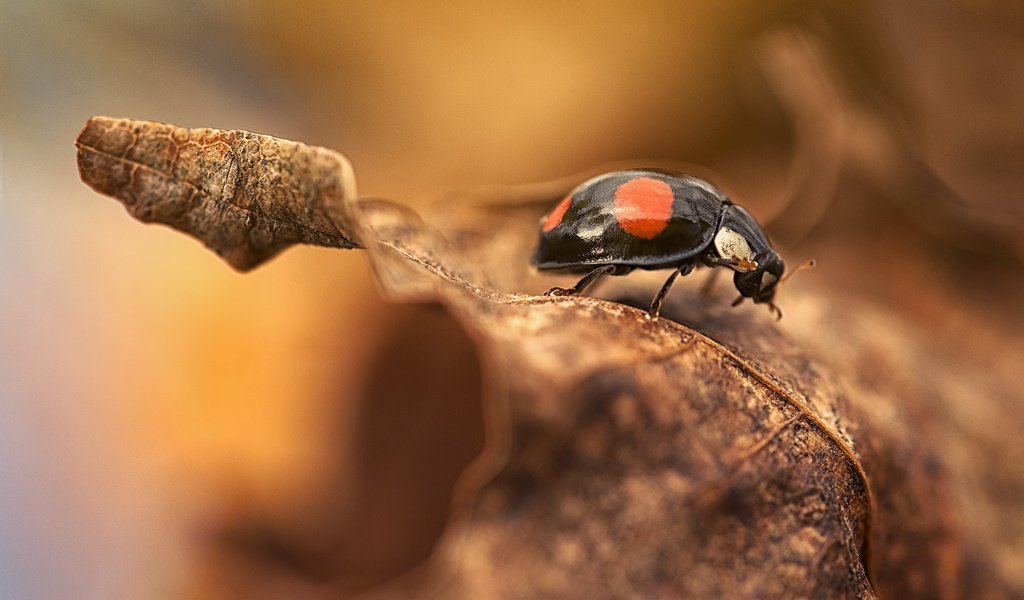 Обои природа, макро, насекомое, фон, осень, лист, божья коровка, nature, macro, insect, background, autumn, sheet, ladybug разрешение 2048x1367 Загрузить