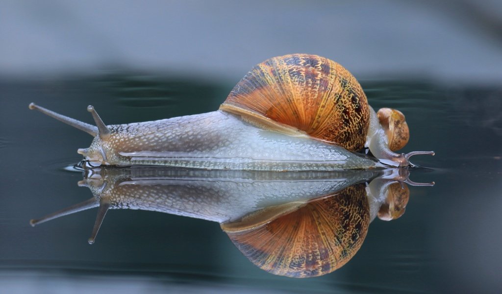 Обои макро, отражение, панцирь, улитка, рожки, macro, reflection, shell, snail, horns разрешение 3000x2000 Загрузить