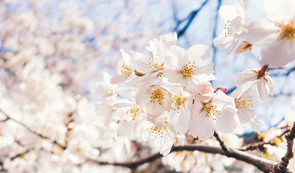 Обои небо, цветы, ветка, цветение, макро, весна, вишня, сакура, the sky, flowers, branch, flowering, macro, spring, cherry, sakura разрешение 2048x1284 Загрузить