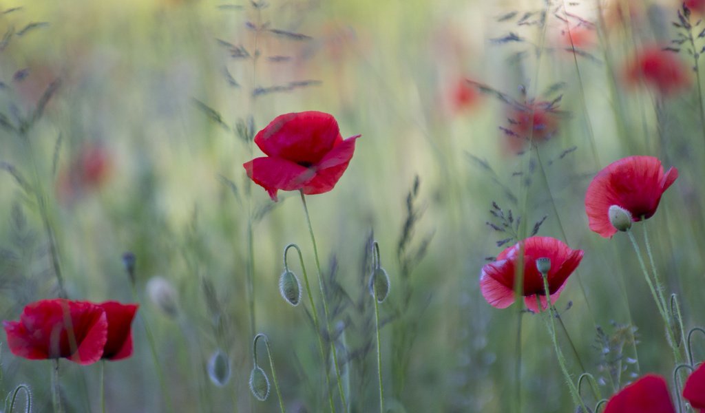 Обои цветы, поле, красные, маки, flowers, field, red, maki разрешение 2048x1297 Загрузить