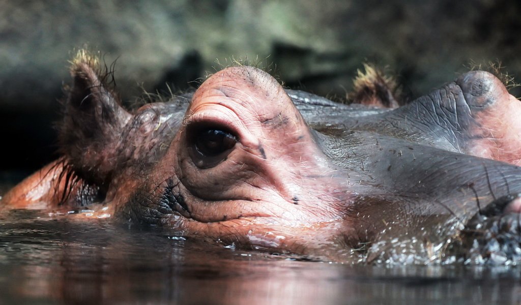 Обои природа, макро, взгляд, уши, бегемот, гиппопотам, nature, macro, look, ears, hippo разрешение 1920x1279 Загрузить