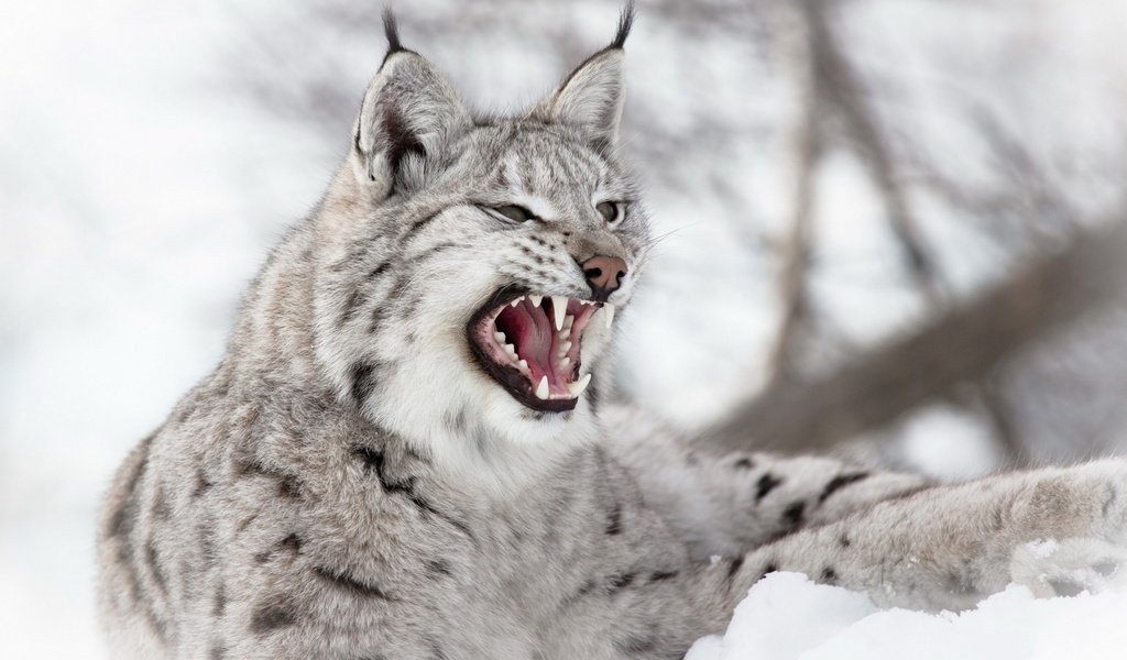 Обои рысь, зубы, уши, пасть, дикий кот, fur gray, lynx, teeth, ears, mouth, wild cat разрешение 1920x1200 Загрузить