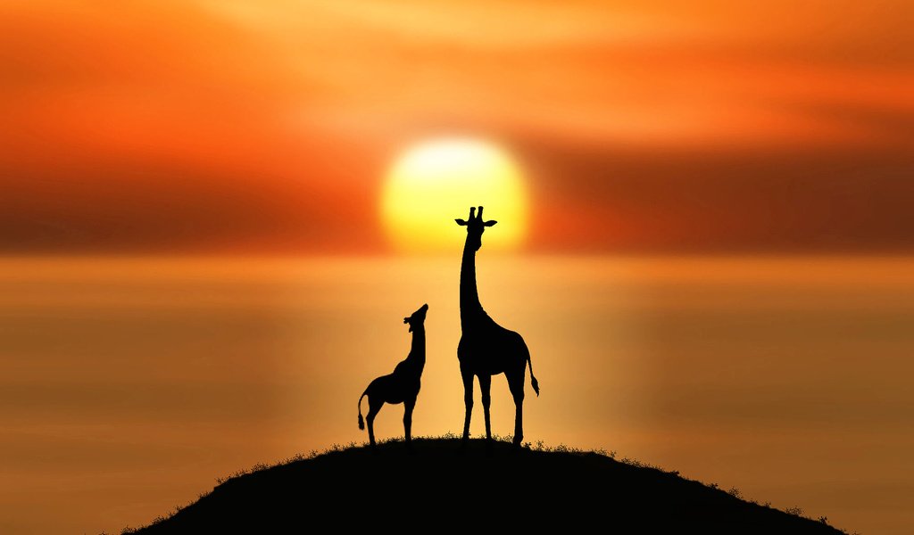 Обои солнце, силуэты, холм, жирафы, the sun, silhouettes, hill, giraffes разрешение 2000x1336 Загрузить