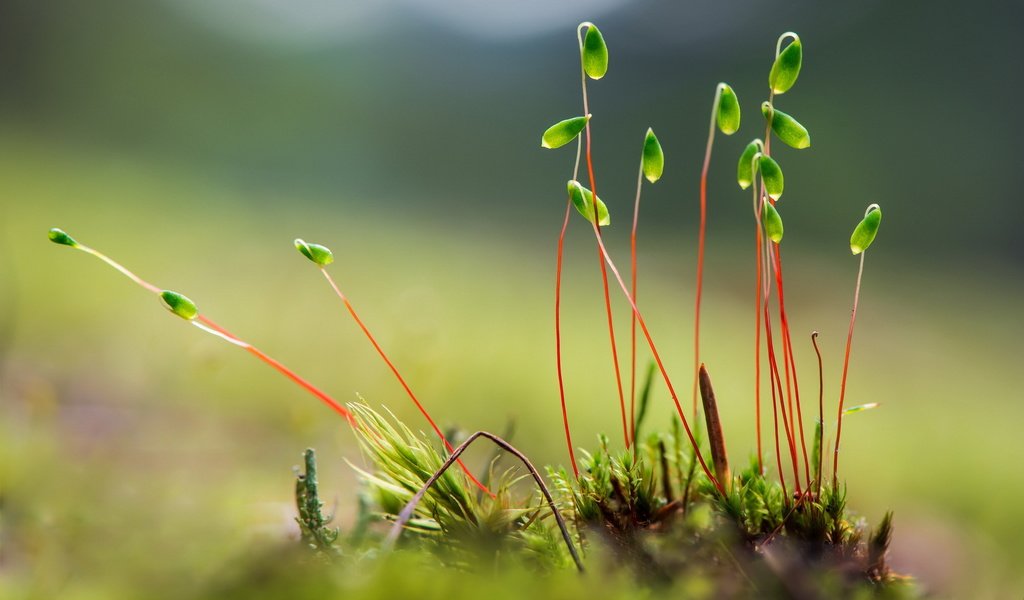 Обои природа, фон, мох, стебли, растение, росток, мох.растение, nature, background, moss, stems, plant, rostock, moss.plant разрешение 1920x1200 Загрузить