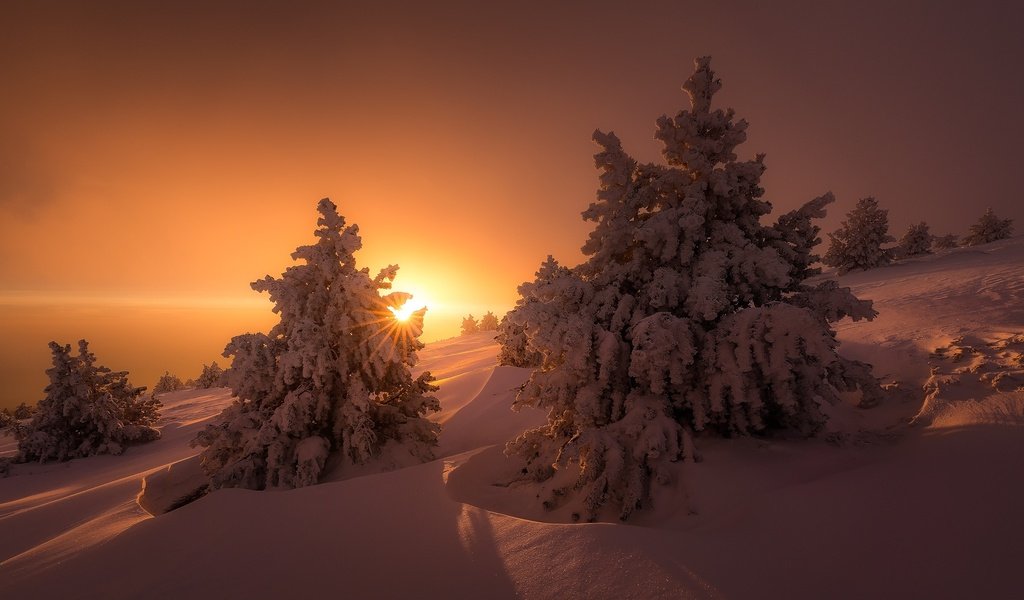 Обои свет, деревья, солнце, снег, зима, лучи, ели, сугробы, light, trees, the sun, snow, winter, rays, ate, the snow разрешение 1920x1080 Загрузить