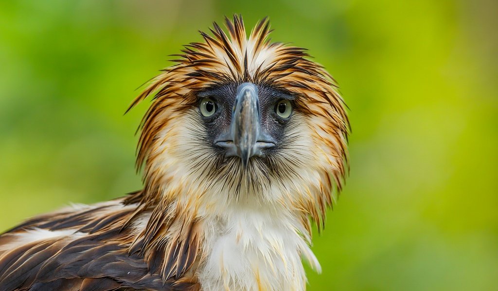 Обои взгляд, орел, птица, клюв, перья, филиппинский орёл, look, eagle, bird, beak, feathers, philippine eagle разрешение 1920x1391 Загрузить