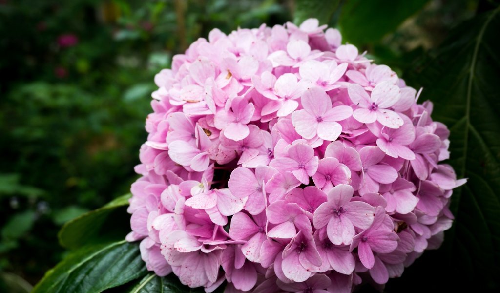 Обои природа, цветок, розовый, гортензия, nature, flower, pink, hydrangea разрешение 6000x4000 Загрузить