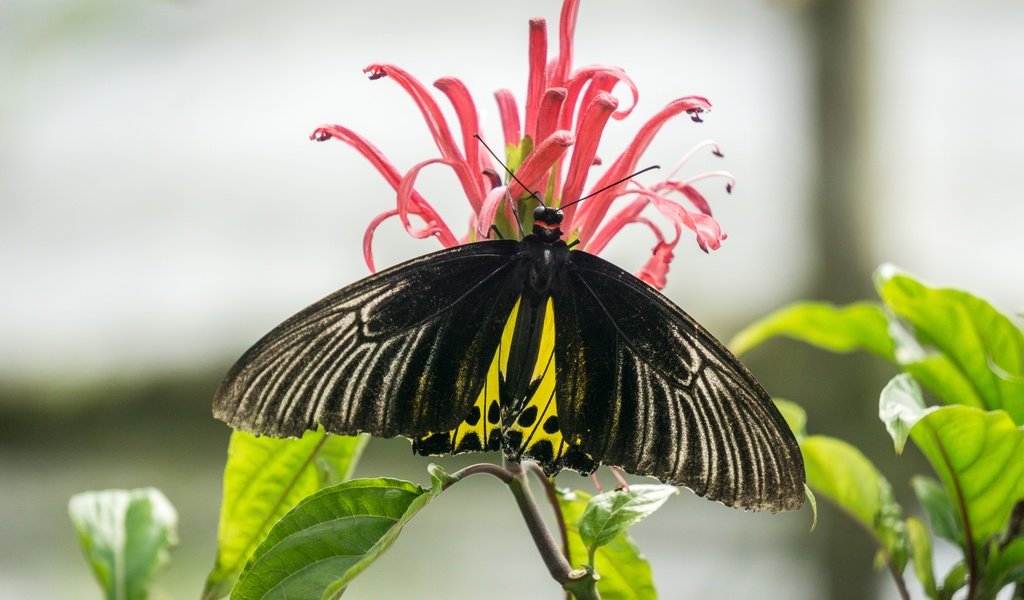 Обои природа, насекомое, цветок, бабочка, nature, insect, flower, butterfly разрешение 6000x4000 Загрузить