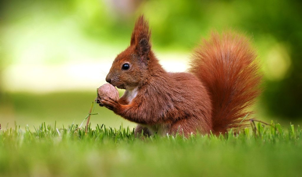 Обои трава, белка, хвост, орех, боке, белочка, грызун, grass, protein, tail, walnut, bokeh, squirrel, rodent разрешение 1920x1200 Загрузить