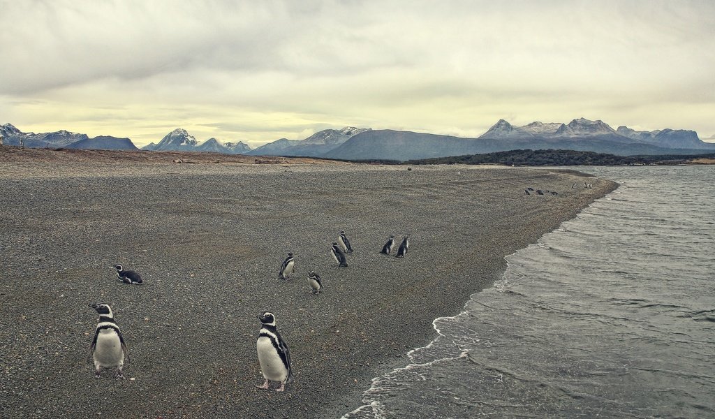 Обои берег, море, пляж, птица, пингвины, shore, sea, beach, bird, penguins разрешение 2048x1365 Загрузить