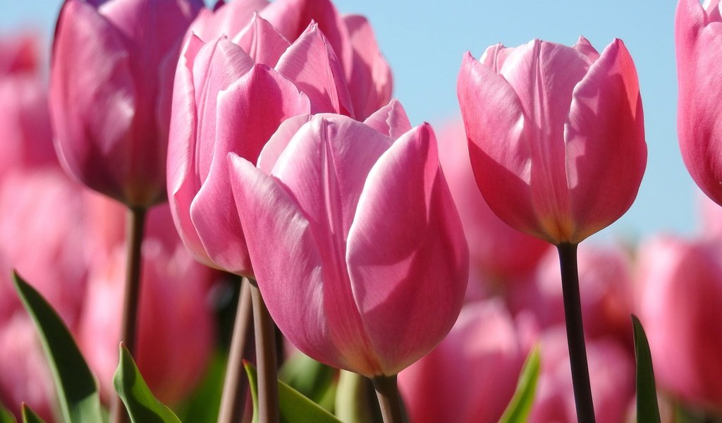 Обои цветы, бутоны, макро, весна, тюльпаны, розовые, flowers, buds, macro, spring, tulips, pink разрешение 2880x2115 Загрузить