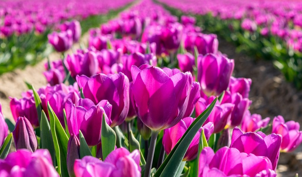 Обои цветы, бутоны, весна, тюльпаны, flowers, buds, spring, tulips разрешение 2048x1296 Загрузить