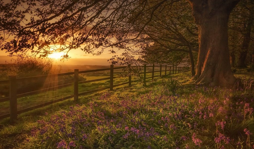 Обои цветы, солнце, дерево, закат, забор, flowers, the sun, tree, sunset, the fence разрешение 2048x1245 Загрузить