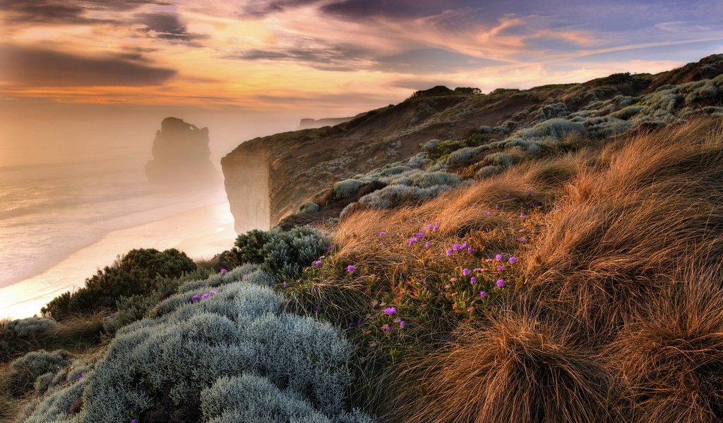 Обои цветы, трава, скалы, берег, море, туман, побережье, обрыв, flowers, grass, rocks, shore, sea, fog, coast, open разрешение 1920x1200 Загрузить