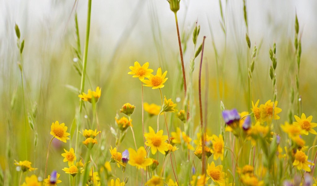 Обои цветы, трава, луг, полевые цветы, боке, flowers, grass, meadow, wildflowers, bokeh разрешение 2048x1362 Загрузить