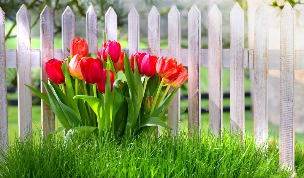 Обои цветы, трава, забор, красные, весна, тюльпаны, flowers, grass, the fence, red, spring, tulips разрешение 5616x3744 Загрузить