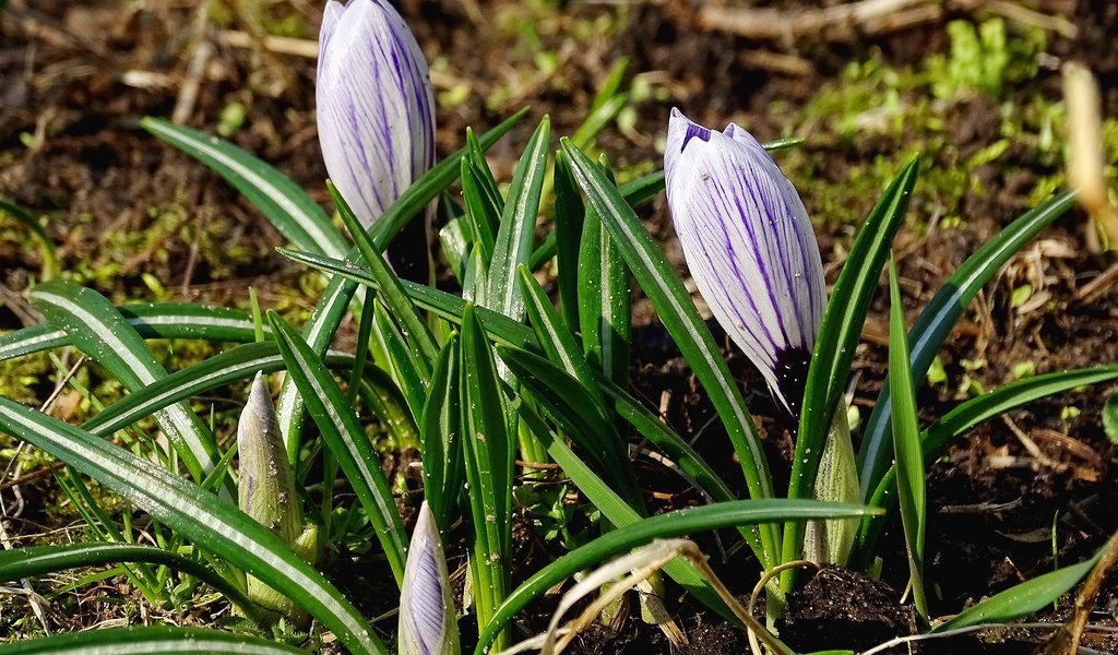 Обои цветы, зелень, весна, крокусы, flowers, greens, spring, crocuses разрешение 5184x3456 Загрузить