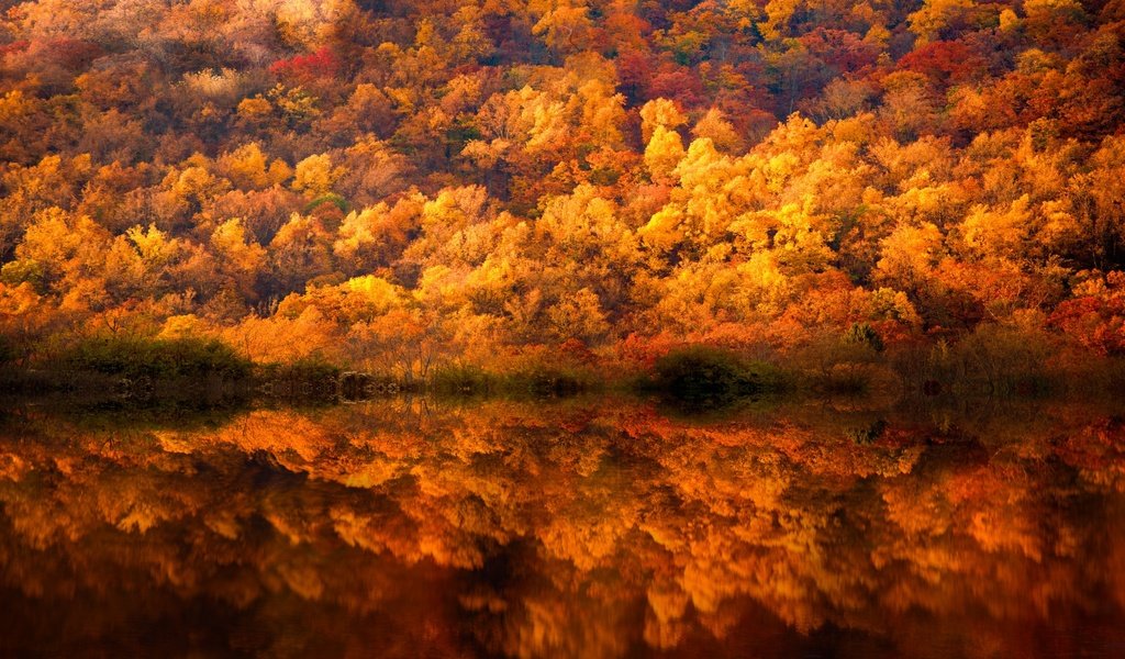 Обои деревья, вода, лес, отражения, краски, осень, trees, water, forest, reflection, paint, autumn разрешение 2048x1280 Загрузить