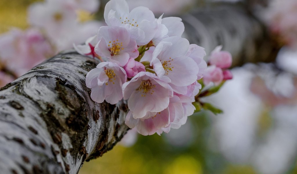 Обои дерево, цветение, макро, весна, вишня, цветки, боке, tree, flowering, macro, spring, cherry, flowers, bokeh разрешение 4757x3151 Загрузить