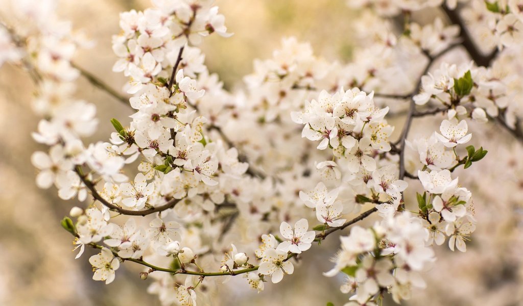 Обои дерево, цветение, ветки, весна, вишня, tree, flowering, branches, spring, cherry разрешение 2048x1365 Загрузить