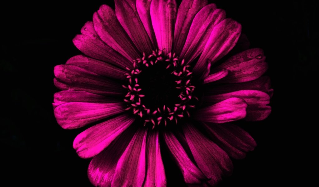 Обои фон, цветок, лепестки, черный фон, background, flower, petals, black background разрешение 1920x1243 Загрузить