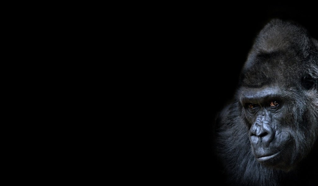 Обои фон, взгляд, черный фон, обезьяна, горилла, background, look, black background, monkey, gorilla разрешение 1945x1080 Загрузить