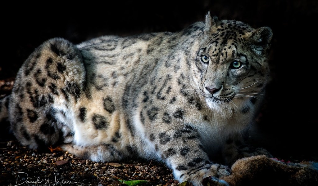 Обои кошка, взгляд, зверь, снежный барс, гепард, ирбис, cat, look, beast, snow leopard, cheetah, irbis разрешение 5061x3602 Загрузить