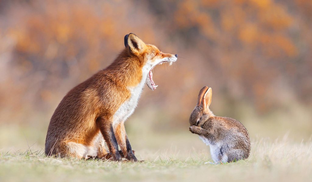 Обои животные, лапы, рыжая, лиса, зубы, уши, пасть, заяц, animals, paws, red, fox, teeth, ears, mouth, hare разрешение 1920x1200 Загрузить