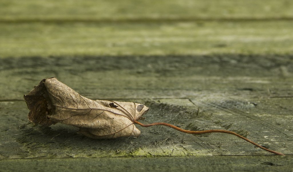 Обои природа, фон, лист, клен, опавший, сухой, nature, background, sheet, maple, fallen, dry разрешение 3000x2000 Загрузить