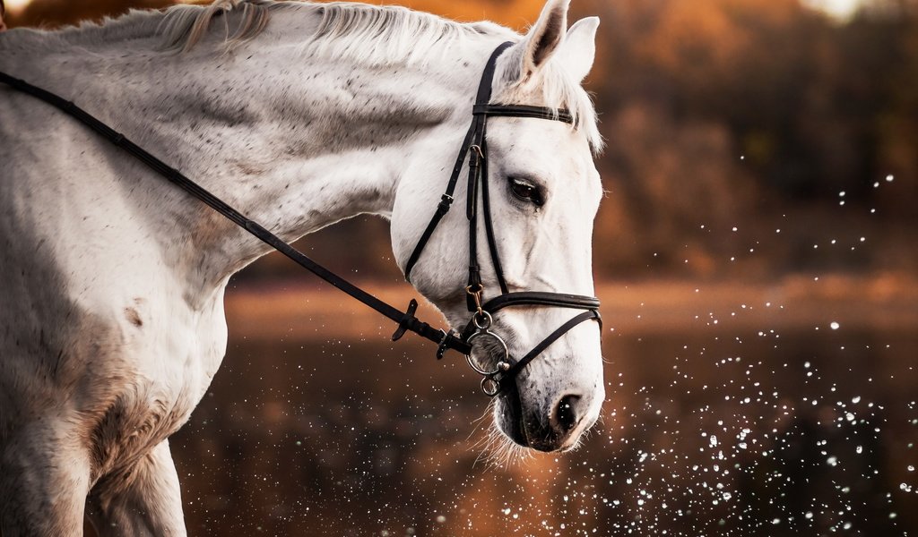 Обои лошадь, природа, брызги, профиль, конь, белая, horse, nature, squirt, profile, white разрешение 2560x1707 Загрузить