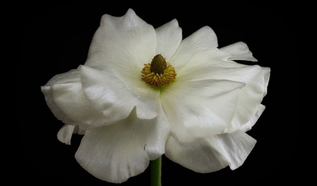 Обои макро, фон, цветок, лепестки, белый, ранункулюс, лютик, macro, background, flower, petals, white, ranunculus, buttercup разрешение 2048x1383 Загрузить