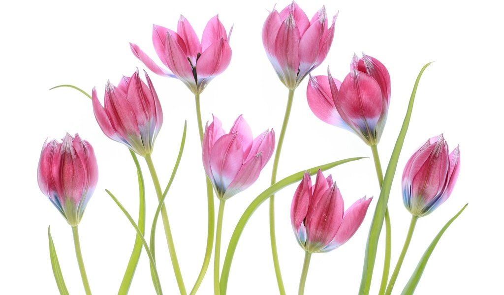 Обои цветение, макро, весна, тюльпаны, розовые, белый фон, flowering, macro, spring, tulips, pink, white background разрешение 2048x1365 Загрузить