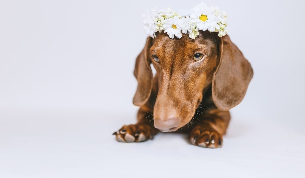 Обои морда, цветы, собака, белый фон, такса, венок, face, flowers, dog, white background, dachshund, wreath разрешение 2048x1365 Загрузить