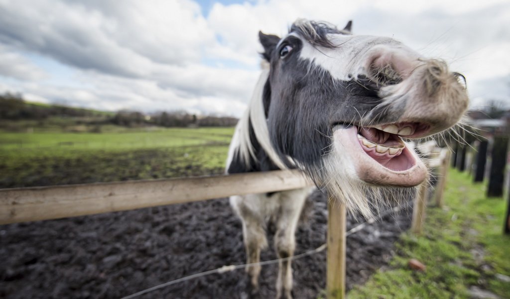 Обои морда, лошадь, зубы, конь, пасть, face, horse, teeth, mouth разрешение 2560x1709 Загрузить