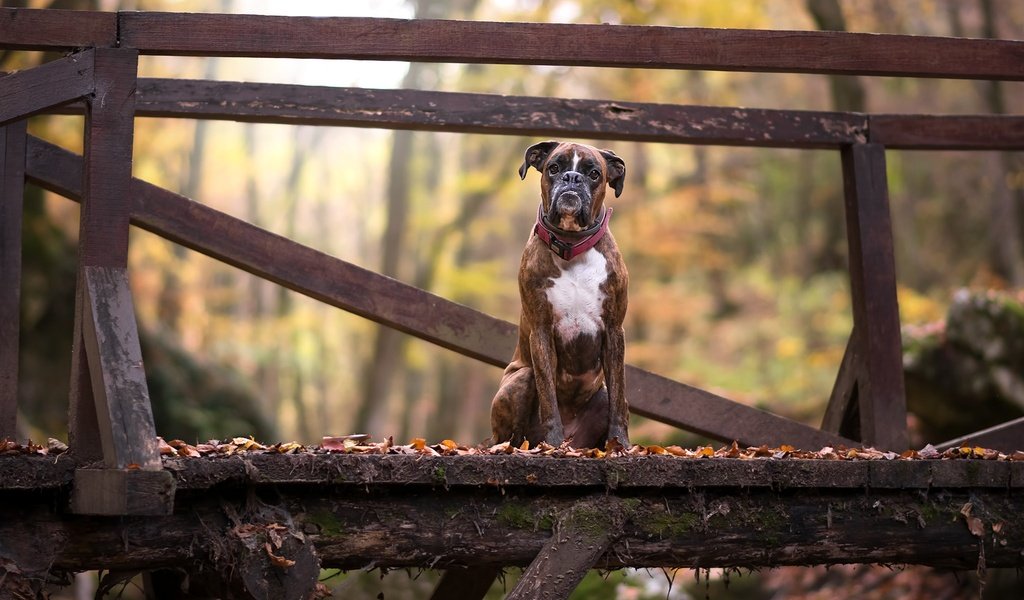 Обои листья, мост, взгляд, осень, собака, друг, боксер, leaves, bridge, look, autumn, dog, each, boxer разрешение 2048x1365 Загрузить