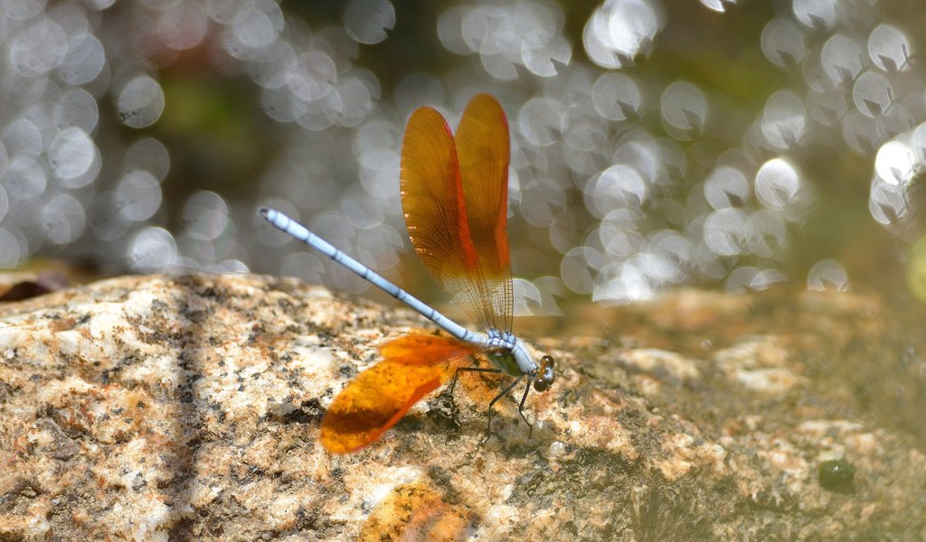 Обои насекомое, крылья, блики, стрекоза, insect, wings, glare, dragonfly разрешение 2048x1365 Загрузить