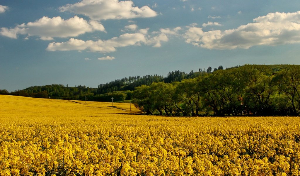 Обои небо, цветы, облака, деревья, поле, рапс, the sky, flowers, clouds, trees, field, rape разрешение 2700x1800 Загрузить