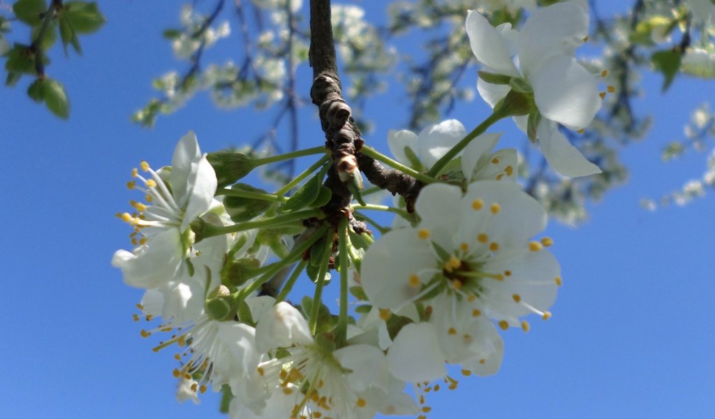 Обои небо, ветка, цветение, весна, слива, the sky, branch, flowering, spring, drain разрешение 4119x3089 Загрузить