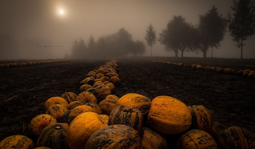 Обои ночь, деревья, туман, поле, урожай, тыквы, night, trees, fog, field, harvest, pumpkin разрешение 2048x1367 Загрузить